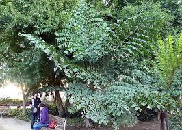 Image result for Caryota