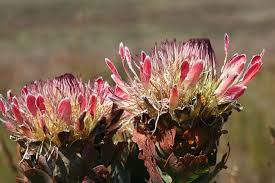 Protea Country South Africa Nature Protea South Africa