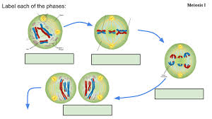 Which of the following cells undergo meiosis? Meiosis Label