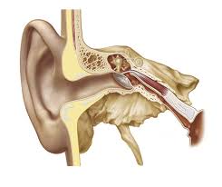 Image result for Eustachian Tube Dysfunction