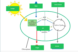 Check spelling or type a new query. Photosynthesis Module 10 Diagram Quizlet