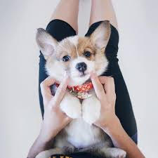 Find a pembroke welsh corgi puppy from reputable breeders near you in ohio. Pembroke Welsh Corgis A Puppy Buying Guide