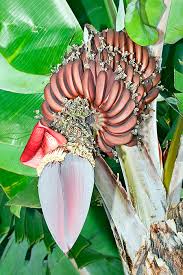Image result for Musa acuminata