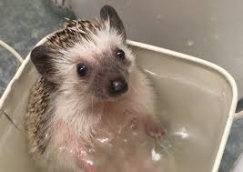 a tiny hedgehog adorably paddles her