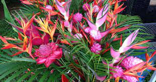 Discover 24 types of tropical foliage house plants for your home and workplace. How To Plant Grow And Care For Tropical Plants Indoor Flowers Cs