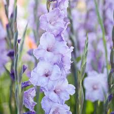 Image result for Gladiolus melleri