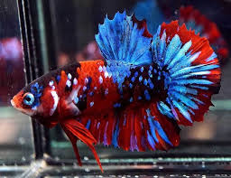 Review perbedaan ikan cupang koi galaxy dan ikan cupang nemo galaxi multycolour. Ikan Cupang Red Koi Galaxy Star Ikan Cupang Ikan Hewan
