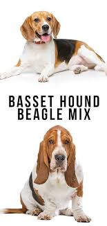 Facts/ information do you want a sweet looking dog who is gentle with kids? Basset Hound Beagle Mix Two Very Different Personalities Collide