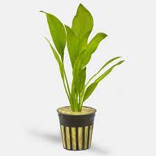 Amazon Sword Echinodorus Sp Potted Planted Aquarium Sword Pot