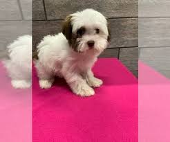 | all the info you need when you are looking for puppies for sale. View Ad Havanese Puppy For Sale Near Illinois Richmond Usa Adn 189006