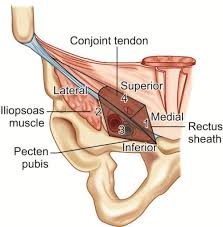 Tendons are strong, thick structures that connect muscles and bones to each other. Jaypeedigital Ebook Reader