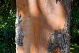 Image result for Lophostemon confertus