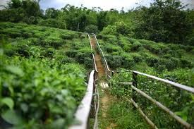 Trip Bercuti Di Kundasang Sabah Itenari Lengkap Bajet Foodlab My