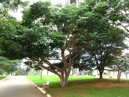 jatoba hymenaea courbaril