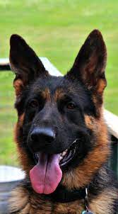 A page dedicated to german shepherd dogs! Outstanding German Shepherd Dogs From Maine The Haven Kennels German Shepherd Dogs