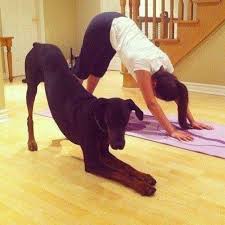 Yogainspiration On Instagram Dog Doing Yoga Dog Yoga Downward Dog