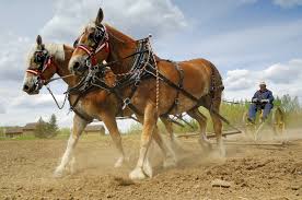 نتیجه جستجوی لغت [workhorses] در گوگل