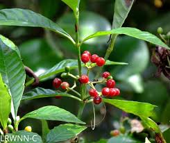 Image result for Psychotria moninensis