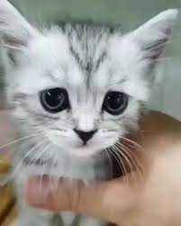 If You Are A Proud Cat Owner Or A Proud Cat Lover Proudly Comment Yes And Follow Us Video Funny Animals Cute Baby Cats Cute Baby Animals