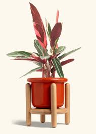 Image result for stromanthe