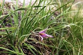 Image result for Xerophyta kirkii