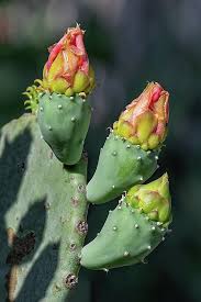 Prickly pear cactus — or also known as nopal, opuntia and other names some preliminary evidence shows that prickly pear cactus can decrease blood sugar levels in people with type 2 diabetes. Prickly Pear Flower Buds By Fon Denton Prickly Pear Flowers Flower Bud Prickly Pear