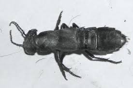 La maison dans le parc. Insecte Noir De 3cm Dans Maison
