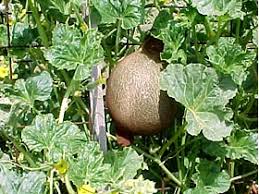 Ambrosia hybrid cantaloupe is a proven southern performer and has been recommended by all 15 of the south state extension services. Edible Landscaping Edible Of The Month Cantaloupe Garden Org