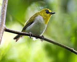 We did not find results for: 19 Jenis Pleci Ciri Fisik Warna Habitat Dan Gambarnya Hewan Id