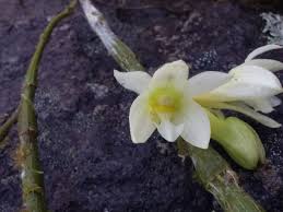 Image result for Hylodesmum repandum
