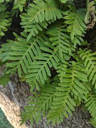 Image result for Pleopeltis