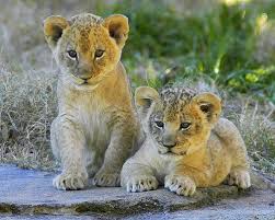 Cute Lion Cubs Cute Animals Animals Zoo Animals