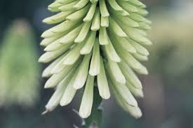 Image result for Kniphofia princeae