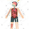 Each organ has a specific role which contributes to the overall wellbeing of the human body. 1