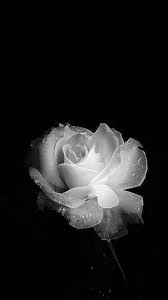 Black And White Rose Background Black And White My Favorite Photo Beautiful Flowers Wallpapers Black And White Roses Black Flowers Wallpaper