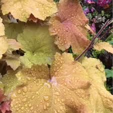 Heuchera 'amber waves' and filipendula ulmaria. Heuchera Amber Waves Alumroot Amber Waves Uploaded By Caroleg
