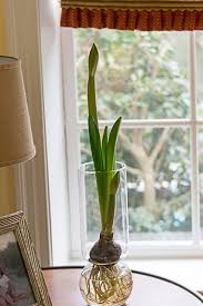 How To Grow Amaryllis Bulbs Indoor Amaryllis Bulbs Growing Bulbs Bulbs Indoor