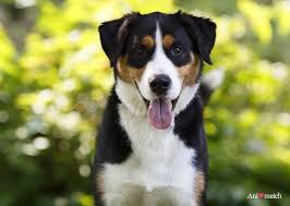 Are you searching for the perfect name for your. Dream Dog Labernese Lab Bernese Mountain Dog Mix Dog Mixes Crazy Dog Lady Puppies