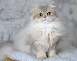 Blue Golden Longhair Ay11 In 2020 Cats Long Haired Cats British Shorthair Cats