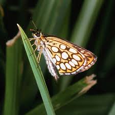 Image result for Heteropterus morpheus