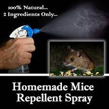 Peppermint, moth balls, and cayenne pepper are among the natural mouse repellents discussed on the internet.place by doorways, window seals and any cracks.planting mint around your house will create a protective field. Homemade Mice Repellent Spray Mice Repellent Diy Mice Repellent Repellent