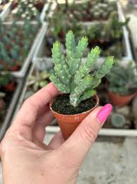 Image result for Euphorbia debilispina