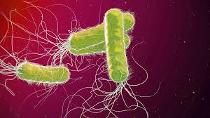 Image result for Clostridioides difficile