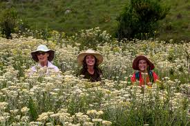Image result for Helichrysum panduratum