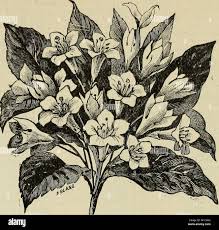 Image result for Uvaria welwitschii