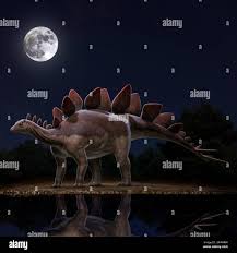 Image result for Stenops