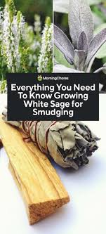 We did not find results for: Everything You Need To Know Growing White Sage For Smudging