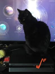 My Cat Sitting On My Ps4 Cat Sitting Cats Animals