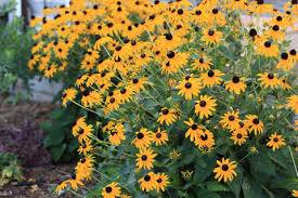 Image result for Rudbeckia Paradisio