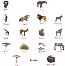 It is recommended that students at level 4. African Web Base Biological Science Picture Directory Pulpbits Net
